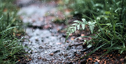 Jak deszcz wpływa na pH gleby?
