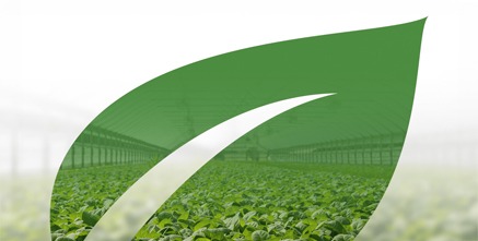 Dlaczego pomiar pH i EC to podstawa zdrowych upraw? Praktyczny przewodnik dla plantatora i rolnika